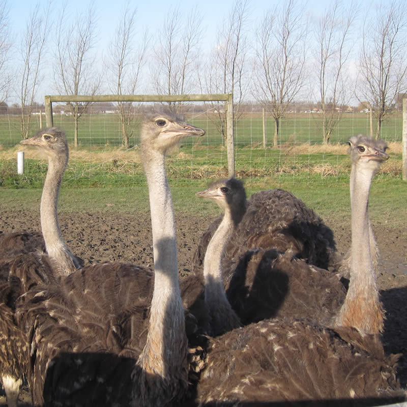 Natuurlijke lampen